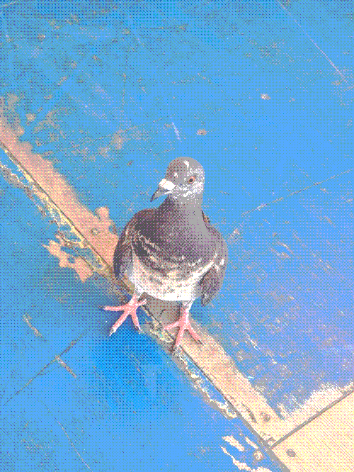 a pied rock dove looking up curiously at the camera. their feather pattern makes it look like they have a white vest on